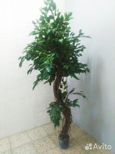 Фикус бенджамина