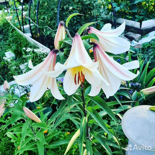 Лилии отгибриды