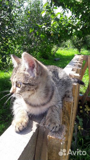 Котенок в добрые руки