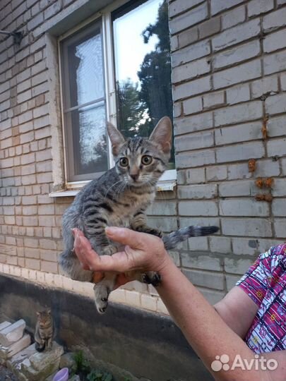 Спасите котят