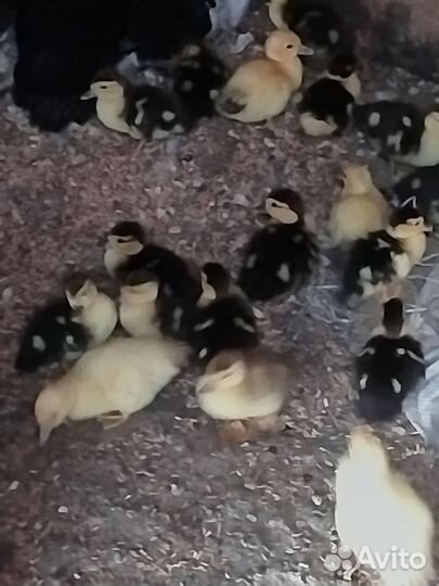 Мускусные утята (индо утки)