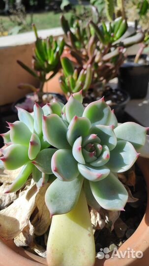 Суккуленты