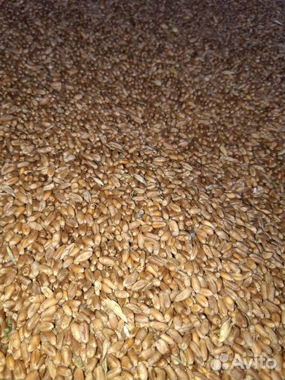 Зерно сорт деспина