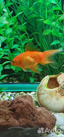 Аквариум с рыбками