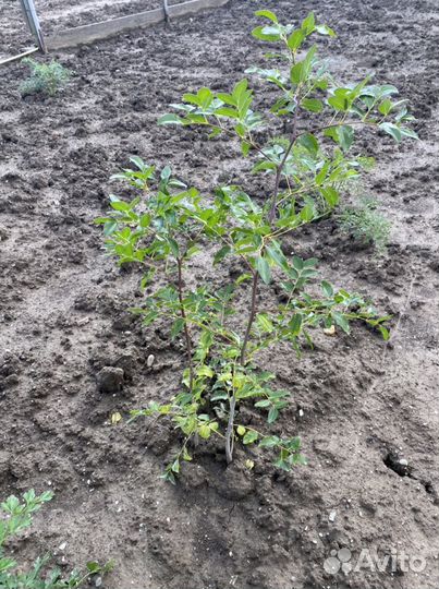 Саженцы унаби