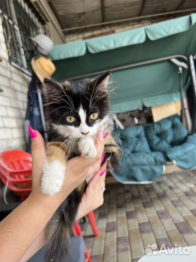 Котенок в добрые руки