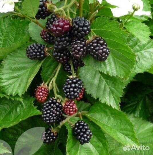 Саженцы плодовых деревьев груши, черешни