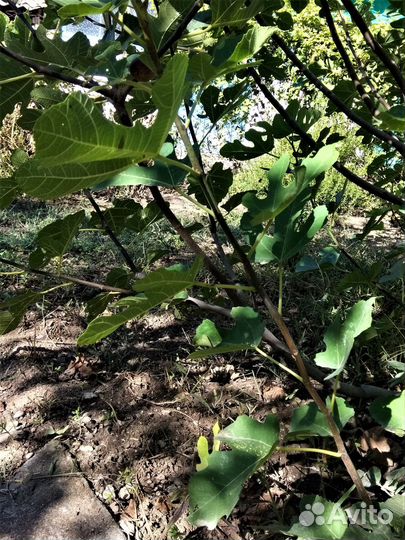 Саженцы инжира 