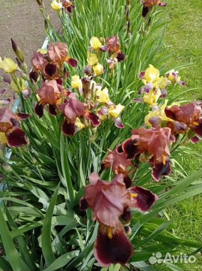 Цветы многолетники