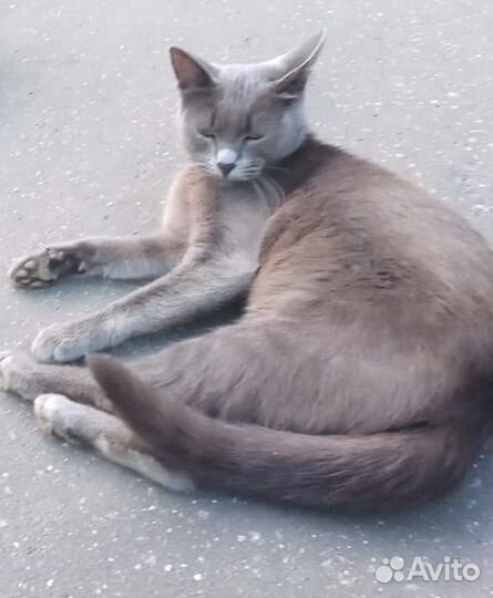 Русская голубая