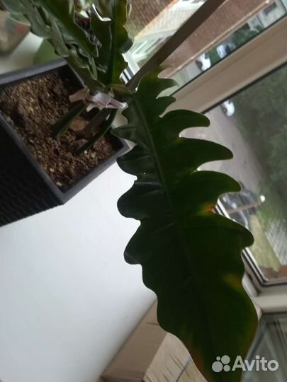 Филодендрон джангл буги