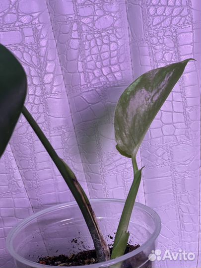 Монстера минт