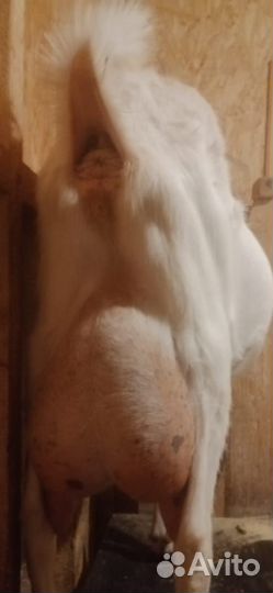 Зааненские козы дойные