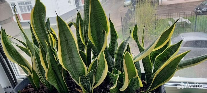Сансевиерия (тещин язык или щучий хвост)