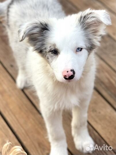 Щенки бордер колли