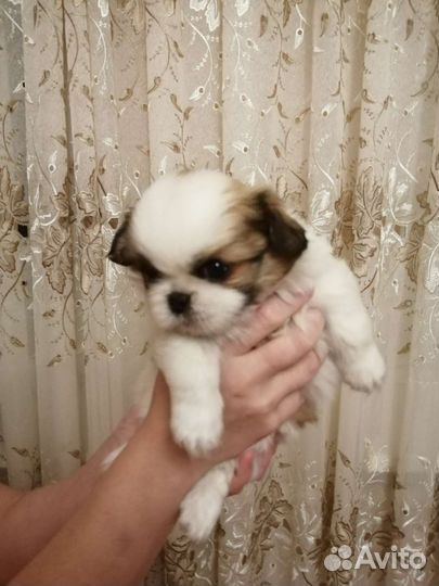 Щенки пикинеса