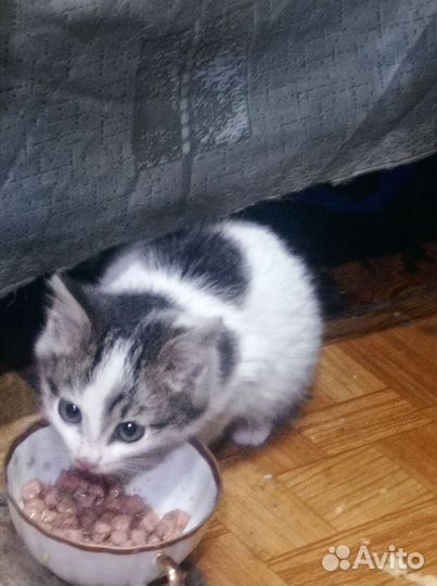 Котёнок в дар бесплатно