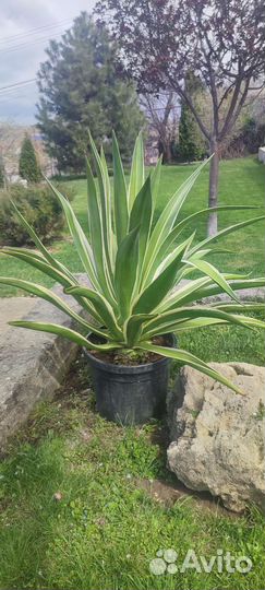 Агава голубая и полосатая