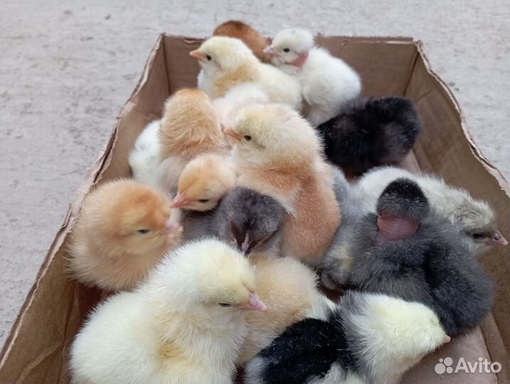 Цыплята суточные домашние