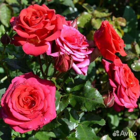 Роза Мирабель. Саженцы окс