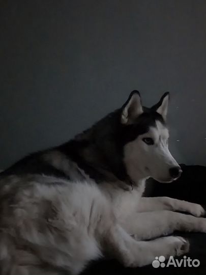 Сибирский хаски