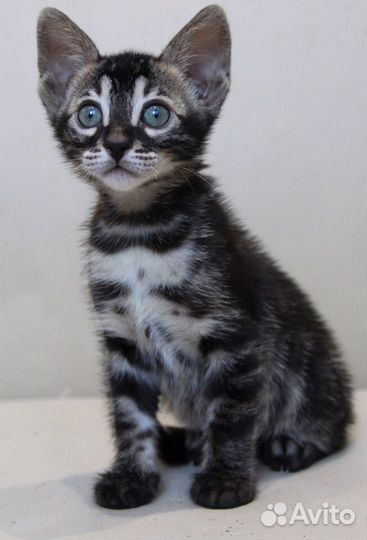 Бенгальские котята угольного окраса