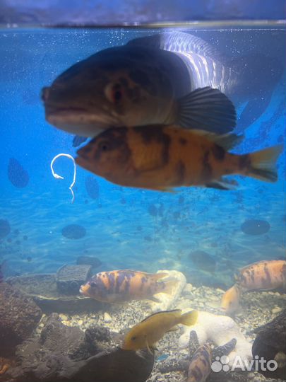 Рыба змееголов