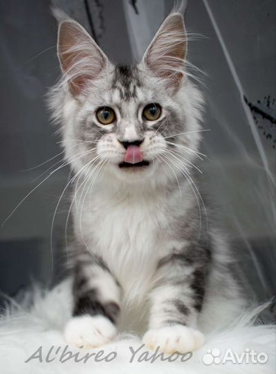 Котята мейн-кун