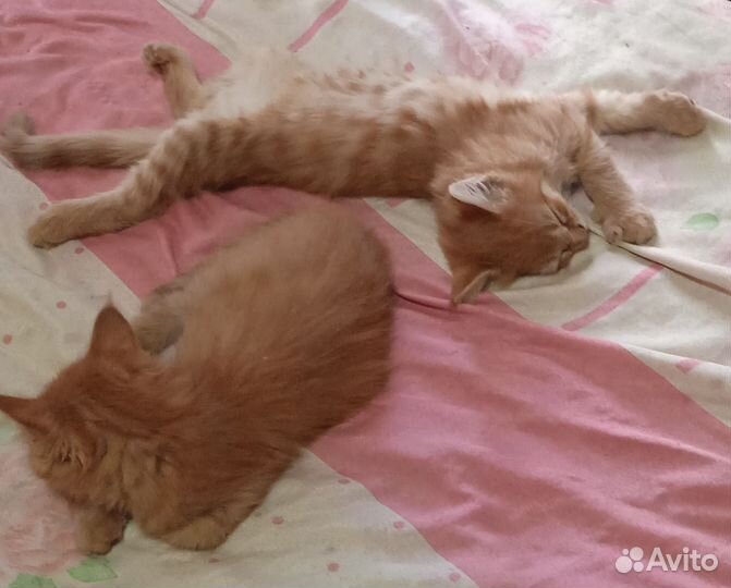 Два котенка. Мальчики. Папа мейн кун