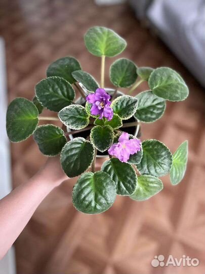 Фиалки сортовые