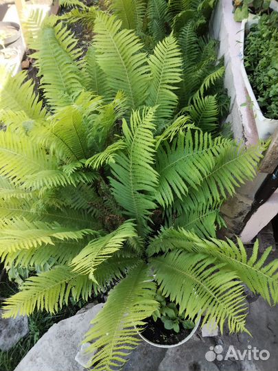 Папоротник