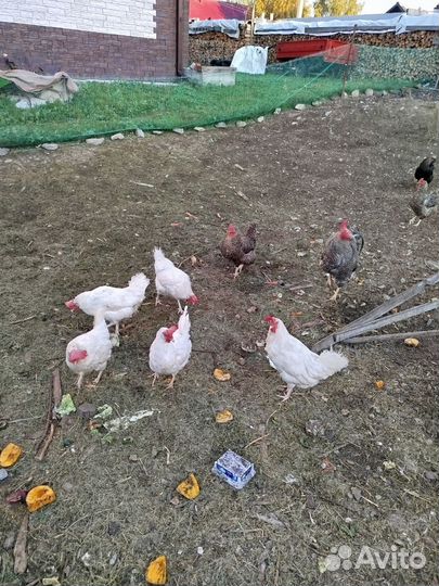 Куры петух