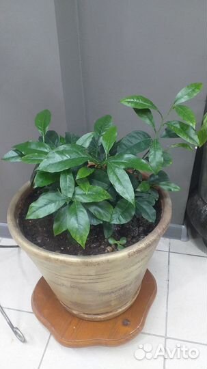 Лимонное дерево