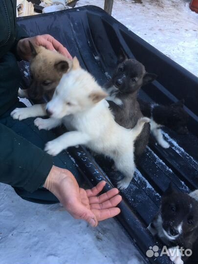 Восточно сибирская лайка