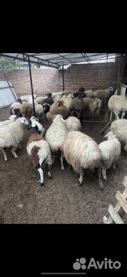 Продаю бараны 35 все вместе отдам за 400т