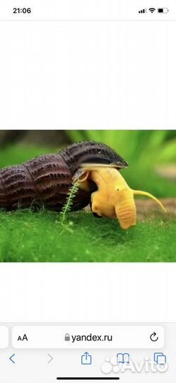 Тиломелания улитка