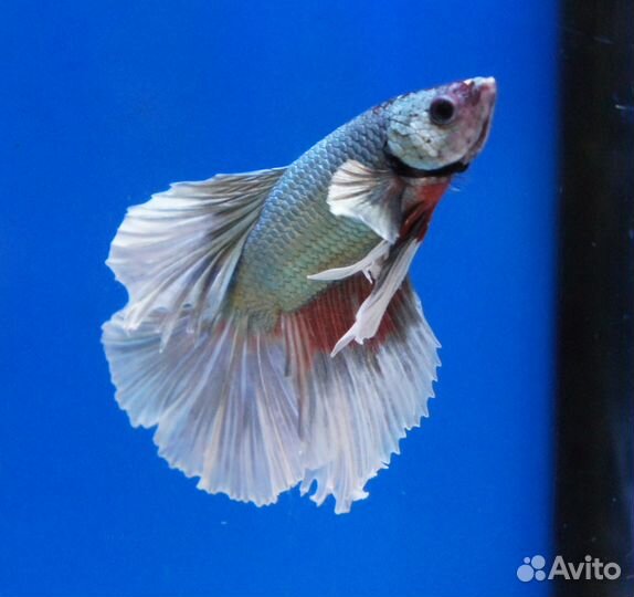 Рыбка Петушок (Betta Splendens) самцы и самки