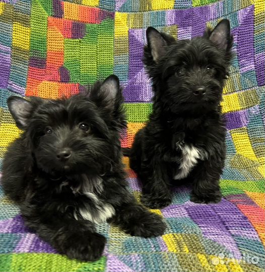 Черный йорк Мальчики