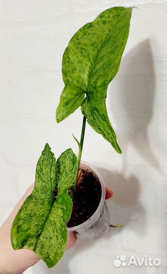 Сингониум ангустатум шот