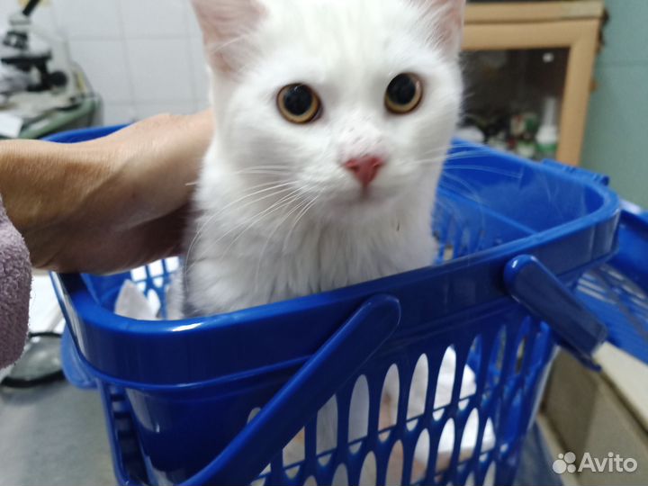 Стерилизация животных