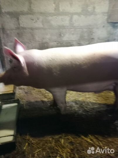Свиньи живым весом