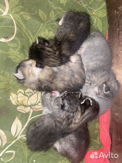 Отдам котенка в добрые руки