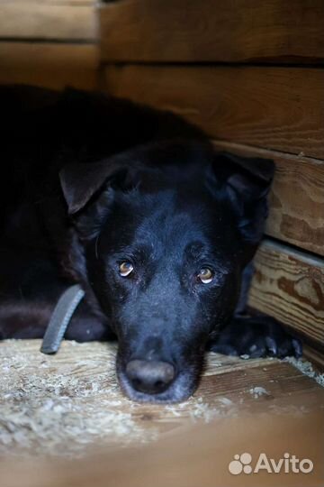 Шикарный чёрный пес