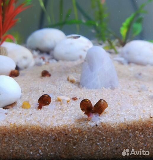 Улитки катушки