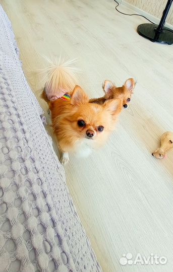 Щенки чихуахуа мини девочки
