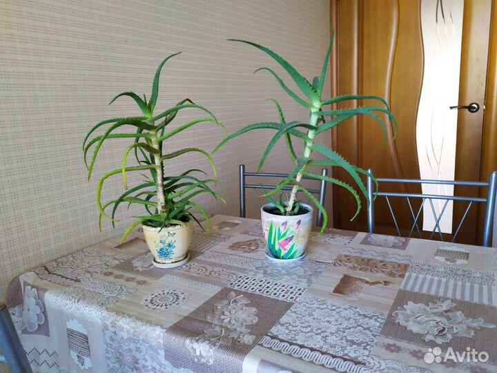 Продам цветы комнатные