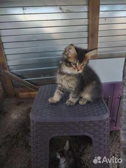 Котята мейн-кун