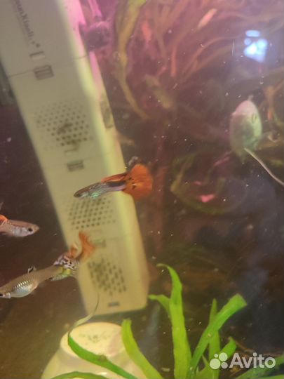 Гуппи 30 р. Сомики 50 р Моллинезии 70р