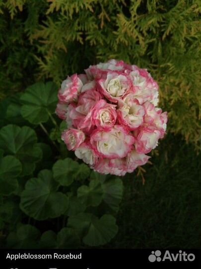 Пеларгонии сортовые