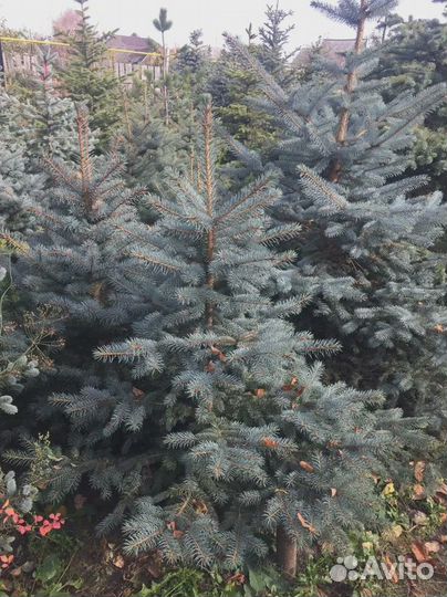 Ель голубая